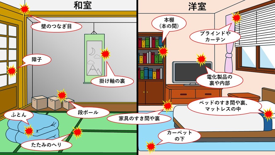 ベッドや布団周辺、家具、本棚、ダンボール、床や壁の隙間、カーテン、電化製品の裏などを確認しましょう。