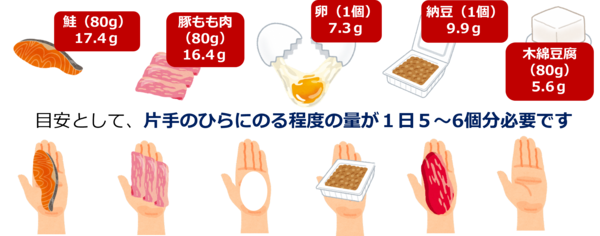 たんぱく質は目安として、ご自身の片手のひらにのる程度の量が1日5～6個分必要です