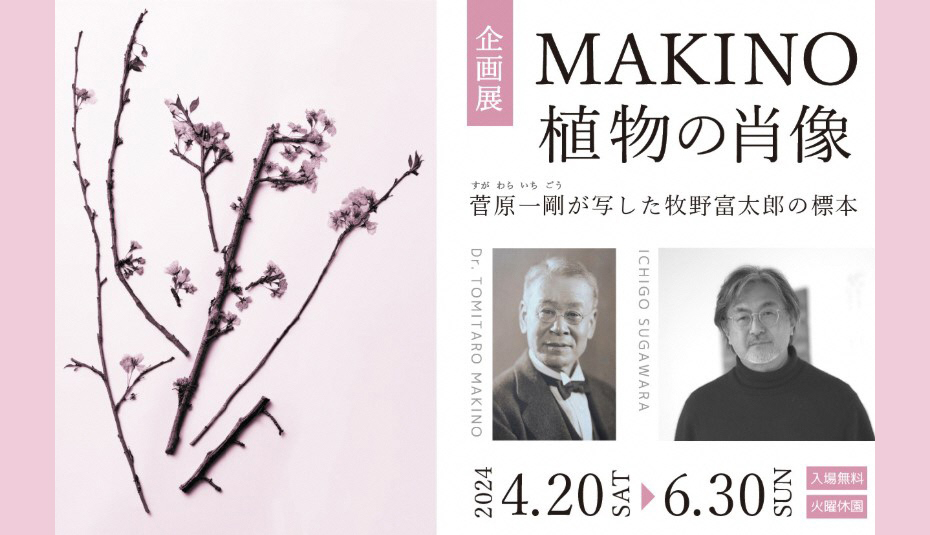 企画展「MAKINO植物の肖像」