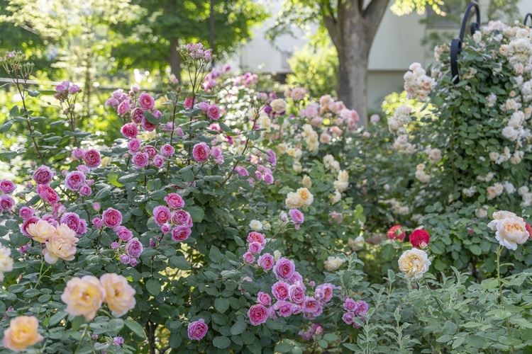 香りのローズガーデン（春）