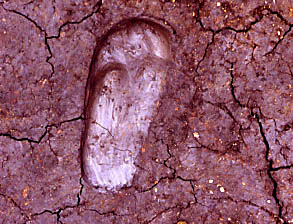 水田跡から出土した古代人の足跡の写真