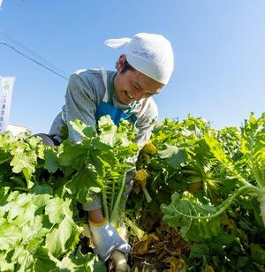 引っこ抜きの様子1