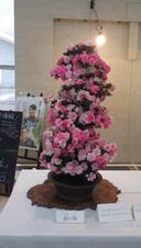 アトリウムさつき展風景