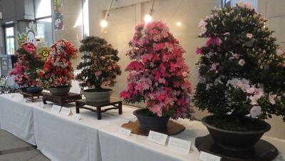 アトリウムさつき展風景