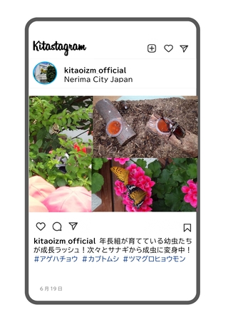 年長組が育てている虫の写真です