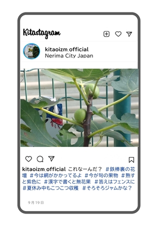園庭のいちじくの写真です