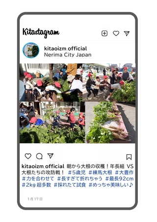 年長組が大根を収穫している写真