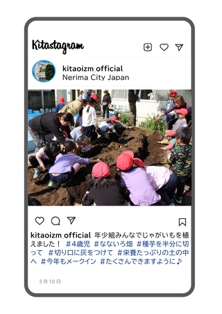 年少組がじゃがいもを植える写真