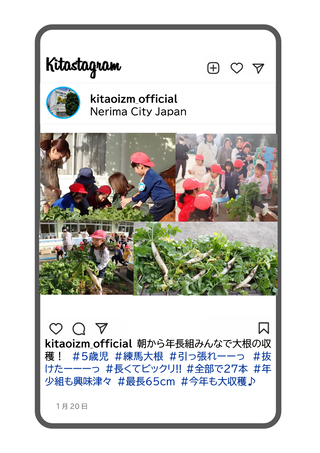 年長組の大根収穫の写真
