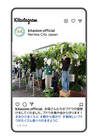 保護者がブドウに袋掛けをしている写真