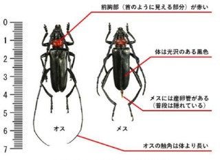 クビアカツヤカミキリ