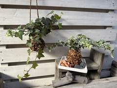 苔玉づくり体験・苔玉販売&ガーデンライフディスプレイ