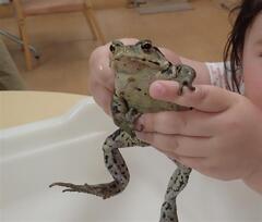 練馬の生きものふれあいコーナー・野鳥観察ツアー