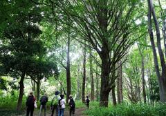 ねりまのみどりで森林浴