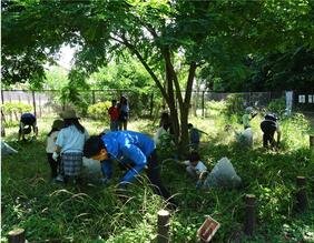 草引っこ抜き競争の様子