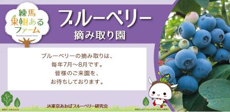 ブルーベリー掴み取り園の画像