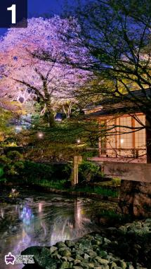 向山庭園夜桜ライトアップの写真
