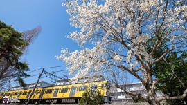 西武新宿線とコブシの写真