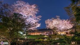 向山庭園の桜ライトアップの写真