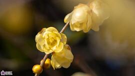 ロウバイの写真