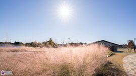 練馬城址公園のミューレンベルギアの写真
