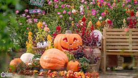 四季の香ローズガーデンのハロウィン飾りの写真