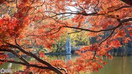 石神井公園の紅葉の写真