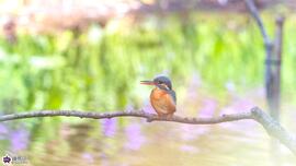 武蔵関公園のカワセミの写真