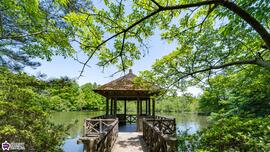 石神井公園三宝寺池の新緑の写真