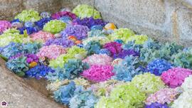 長命寺の紫陽花手水の写真
