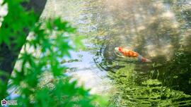 向山庭園の鯉の写真