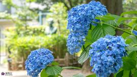 牧野記念庭園のウズアジサイの写真