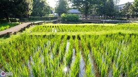 秋の陽公園の青田の写真