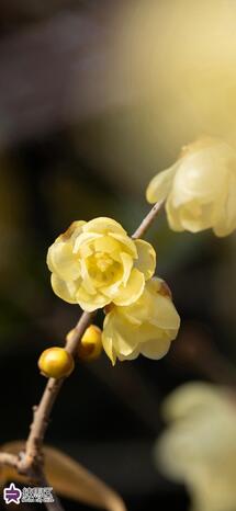 田柄梅林公園のロウバイの写真