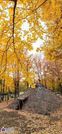 城北中央公園のイチョウと栗原遺跡の写真