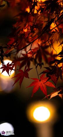 向山庭園の紅葉ライトアップの写真