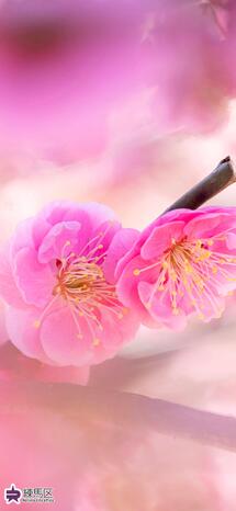 石神井松の風文化公園の紅梅の写真