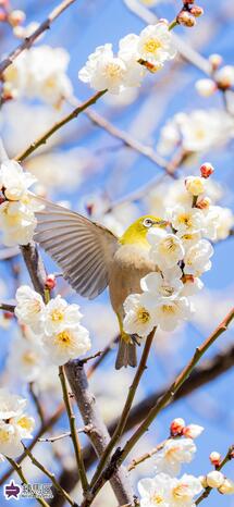 田柄梅林公園のメジロとウメの写真