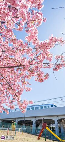 貫井一丁目こども広場のカワヅザクラと西武池袋線の写真