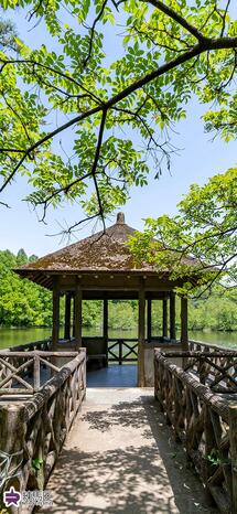 石神井公園三宝寺池と新緑の写真