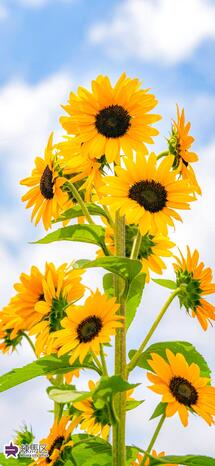 高松みらいのはたけのヒマワリの写真