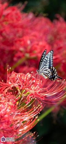 四季の香ローズガーデンのヒガンバナとアゲハ蝶の写真