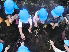 園で収穫したさつまいも